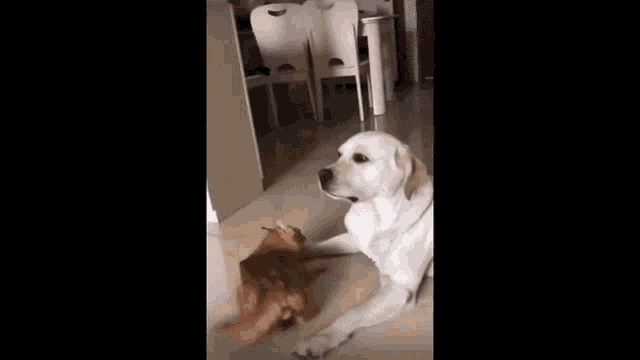 a dog and a cat are playing with each other in a room .