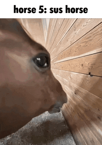 a horse looking through a hole in a wooden wall with the caption horse 5 : sus horse