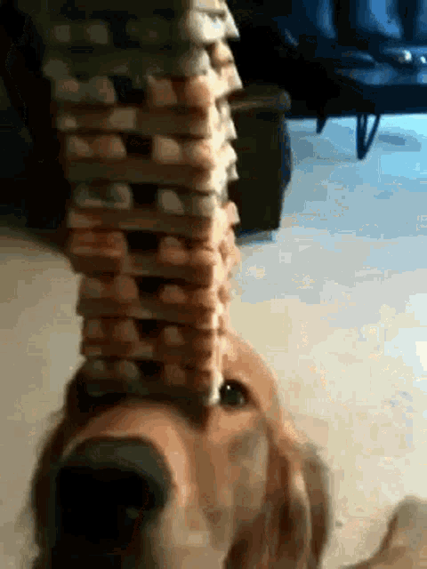 Treat Tower GIF - Treat Tower Dog GIFs