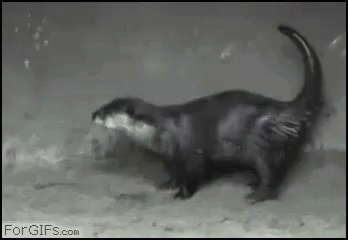Dance Dancing GIF - Dance Dancing Otter Dance GIFs