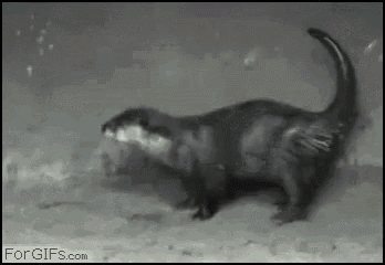 a black and white photo of an otter walking on the ground .