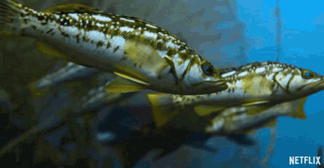 Fish Swimming GIF - Fish Swimming Under The Sea GIFs