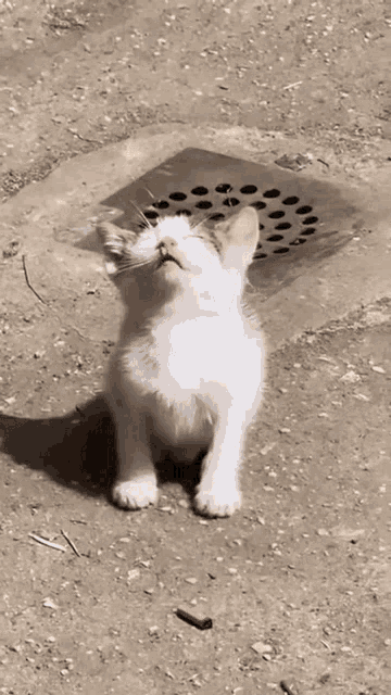 bask-in-the-sun-cat.gif