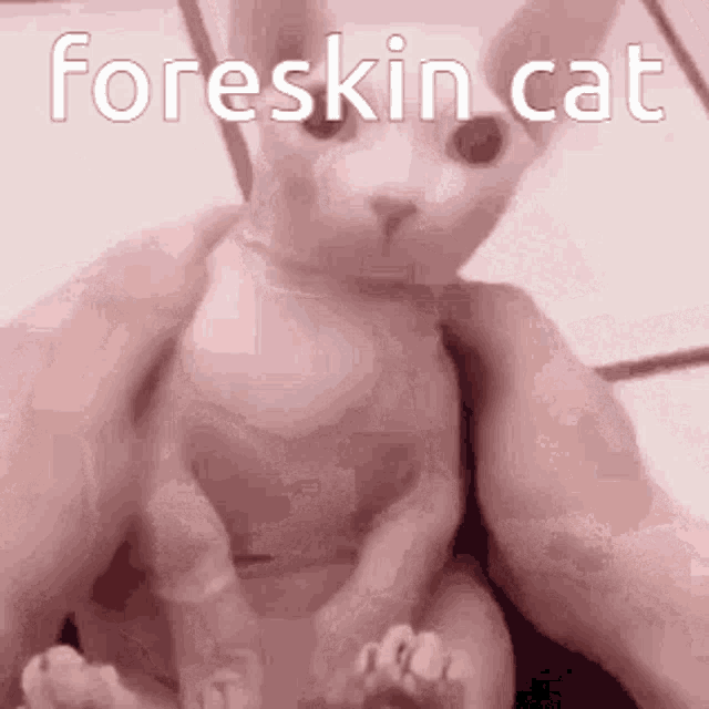 Bingus Cat Meme GIF - Bingus Cat Meme Sphynx Cat GIFs