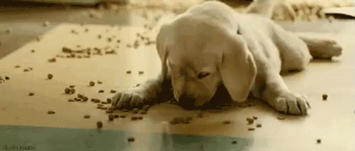 Hungry GIF - Hungry Dog Puppy GIFs