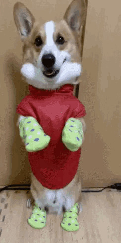 a corgi dog wearing a red shirt and green socks