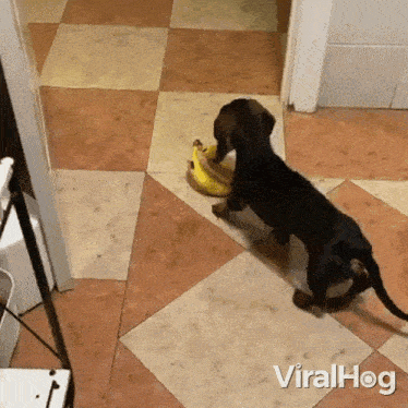 a dachshund standing next to a banana on a checkered tile floor with viralhog written on the bottom