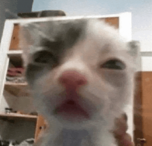 a close up of a cat 's face looking at the camera with its mouth open .