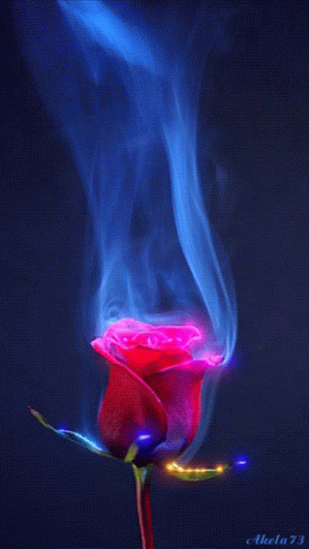 Smoking Red Rose GIF - Smoking Red Rose Flower GIFs