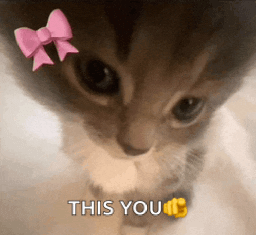 a close up of a cat with a pink bow on its head and the words this you