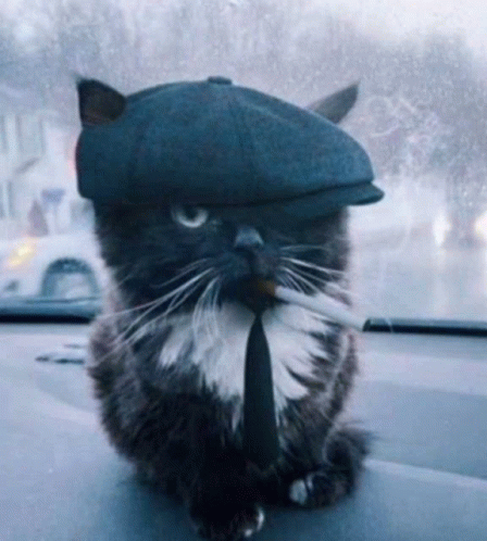 Thomas Shelby Cat GIF - Thomas Shelby Cat Cute GIFs