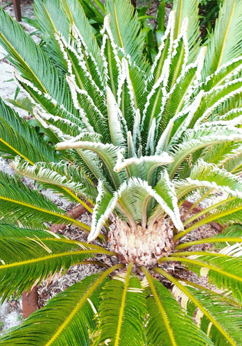 a close up of a palm tree with lots of leaves