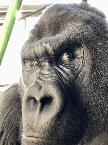 a close up of a gorilla 's face with a green stick behind it