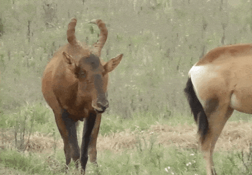 two antelope standing next to each other in a grassy area