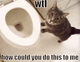 Wtf How Could You Do This To Me GIF - Wtf How Could You Do This To Me Cat GIFs