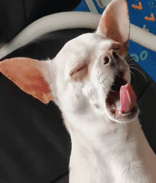 a small white dog with its mouth open and its tongue sticking out