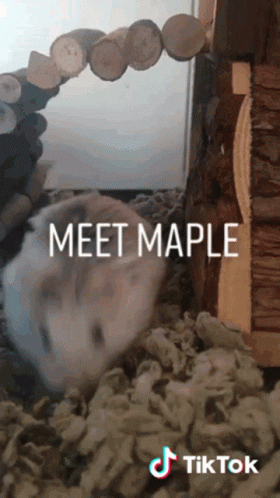 Hamster Hammy GIF - Hamster Hammy Maple GIFs