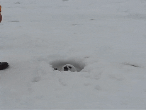 a person in a yellow suit is standing next to a seal