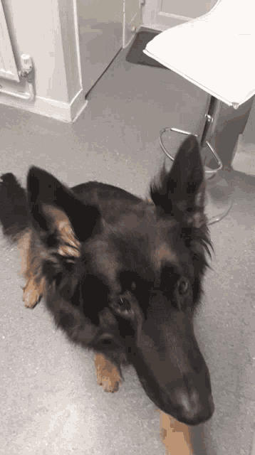 a german shepherd dog is laying down on the floor and looking at the camera