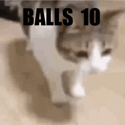 a blurred image of a cat with the words " balls 10 " written above it