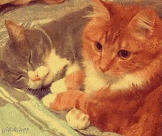 two cats are laying next to each other on a bed with giftak.net in the corner