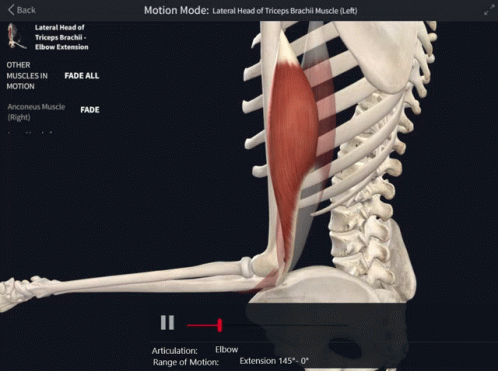 Triceps Brachii Lateral Head Of Triceps Brachii GIF - Triceps Brachii Lateral Head Of Triceps Brachii Elbow Extension GIFs