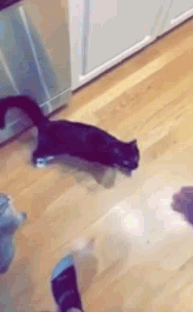 Cat Cat Jump GIF - Cat Cat Jump Cat Gravity GIFs