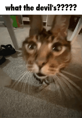 a cat is sitting under a table and looking at the camera .