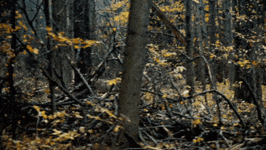 a deer stands in the middle of a dense forest
