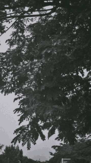 a black and white photo of a tree with a quote that says that i 'm gonna feel broken for a bit