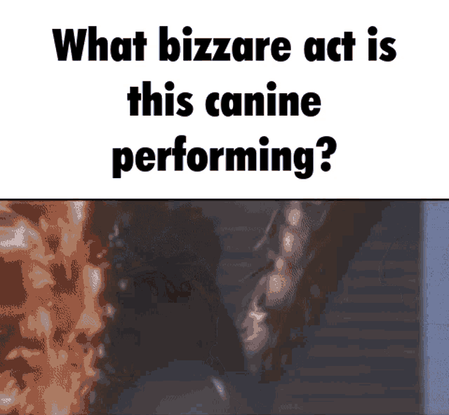 What Bizzare Act Is This Canine Performing Godzilla GIF - What Bizzare Act Is This Canine Performing Godzilla What The Dog Doin GIFs