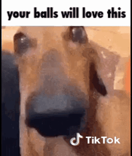 a dog with a caption that says `` your balls will love this ''