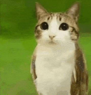 a cat with owl wings is standing on its hind legs .