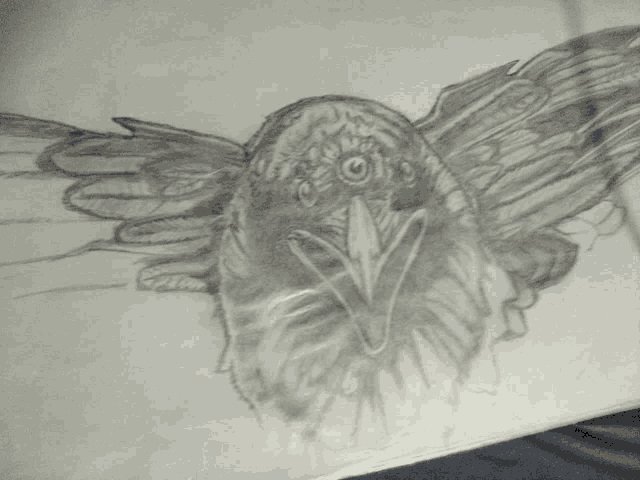 a drawing of a bird with its wings spread