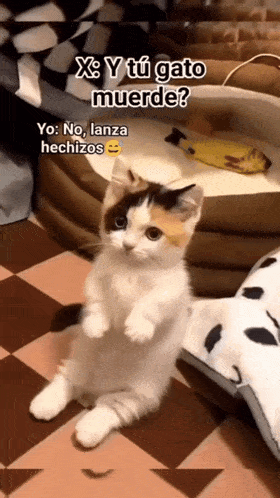 a calico kitten standing on its hind legs with the caption xs y tu gato muerde yo no lanza hechizos
