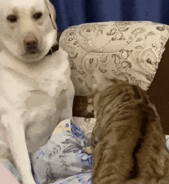 a dog and a cat are looking at each other