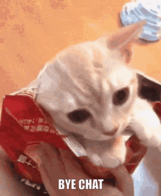 Cat Cat Chips GIF - Cat Cat Chips Bye Chat GIFs