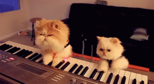Cat Band Playing Piano GIF