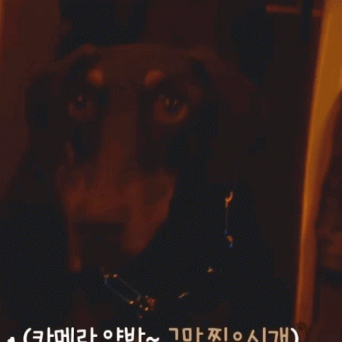Jungkook Dog GIF - Jungkook Dog Bam GIFs