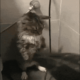a cat is standing on its hind legs in a bathroom with a hose attached to its head .
