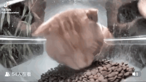 Cat Feeder GIF - Cat Feeder Live Feeder GIFs
