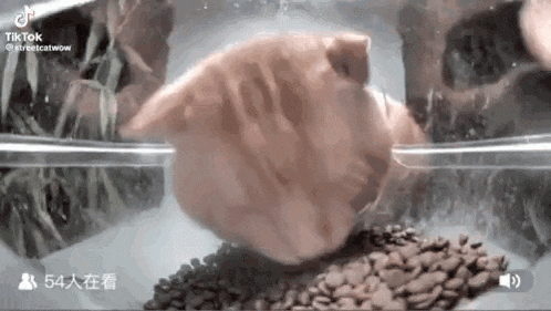 a cat is swimming in a tank with coffee beans .