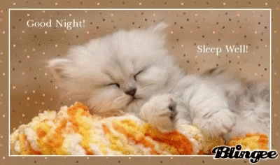 Good Night Sleep Well Cute GIF - Good Night Sleep Well Cute Cat GIFs