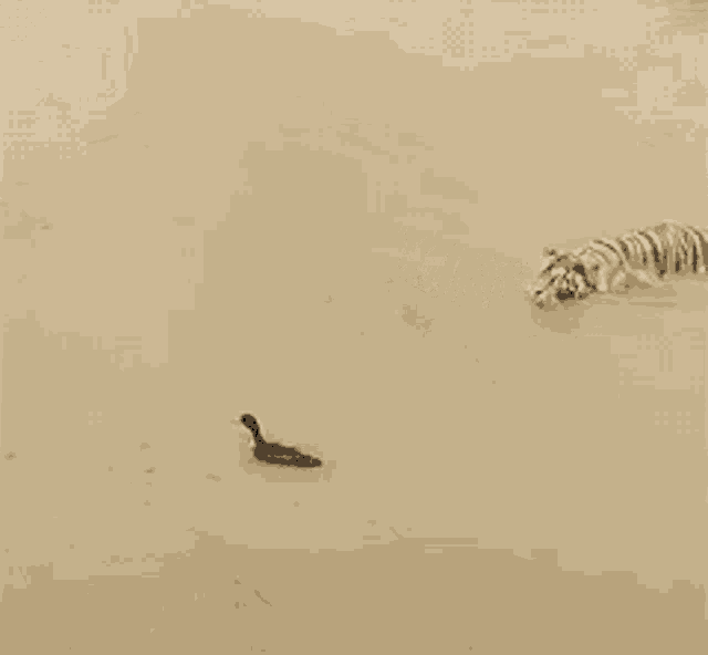 a black and white photo of a cat swimming in the water
