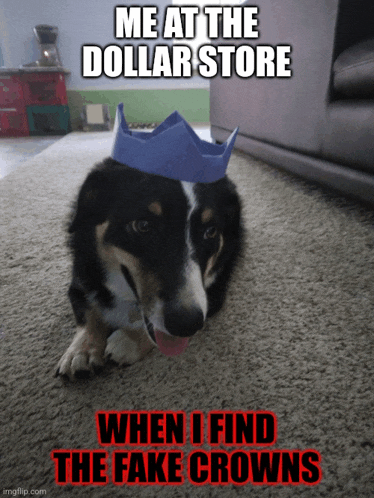 a dog wearing a blue crown with the words me at the dollar store when i find the fake crowns on the bottom