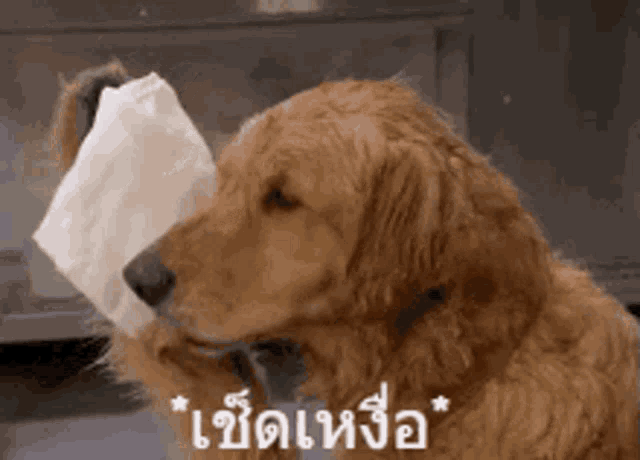 a dog is holding a roll of toilet paper to its nose .