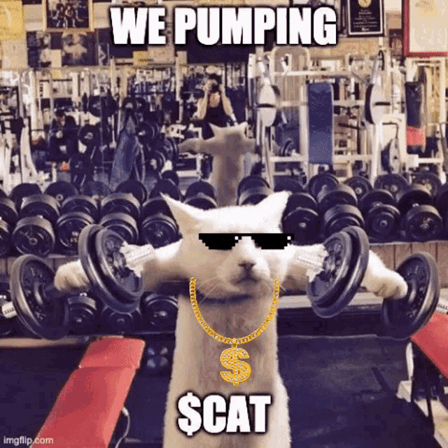 a cat is pumping dumbbells in a gym with the caption we pumping scat