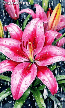 a close up of a pink flower with water drops on it and a caption that says @smwichna