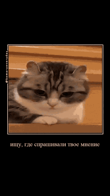 a picture of a cat laying on a table with a caption in russian