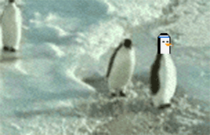 Pesky Pesky Penguins GIF - Pesky Pesky Penguins Pengu GIFs